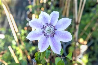 Clematis 'Nelly Moser' - Waldrebe 'Nelly Moser' Clematis 'Nelly Moser' - Waldrebe 'Nelly Moser'