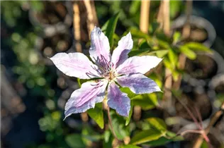 Clematis 'Nelly Moser' - Waldrebe 'Nelly Moser' Clematis 'Nelly Moser' - Waldrebe 'Nelly Moser'