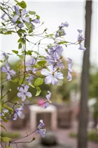 Clematis viticella 'Prince Charles' - Italienische Waldrebe 'Prince Charles'