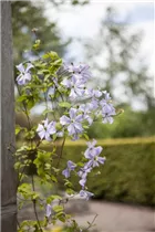 Clematis viticella 'Prince Charles' - Italienische Waldrebe 'Prince Charles'