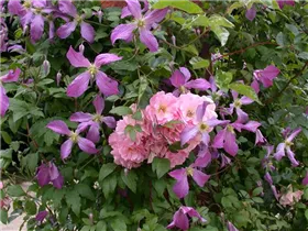Clematis viticella 'Prince Charles' - Italienische Waldrebe 'Prince Charles'