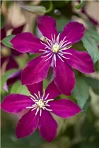 Clematis 'Niobe' - Waldrebe 'Niobe'