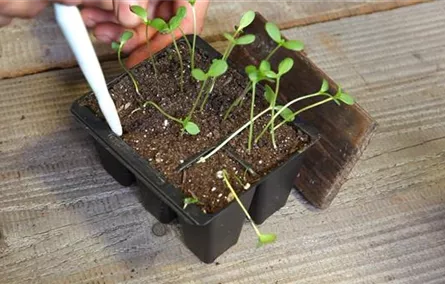 Zinnien - Pikieren Zinnien - Pikieren