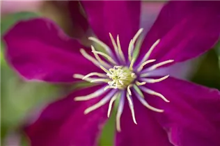 Clematis 'Niobe' - Waldrebe 'Niobe'