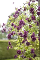 Clematis viticella 'Purpurea Plena Elegans' - Italienische Waldrebe 'Purpurea Plena Elegans'