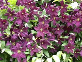 Clematis viticella 'Romantika' - Italienische Waldrebe 'Romantika' Clematis viticella 'Romantika' - Italienische Waldrebe 'Romantika'