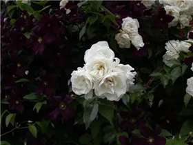 Clematis viticella 'Romantika' - Italienische Waldrebe 'Romantika' Clematis viticella 'Romantika' - Italienische Waldrebe 'Romantika'