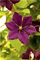 Clematis viticella 'Royal Velours' - Italienische Waldrebe 'Royal Velours'