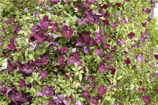 Clematis viticella 'Royal Velours' - Italienische Waldrebe 'Royal Velours'