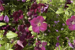 Clematis viticella 'Royal Velours' - Italienische Waldrebe 'Royal Velours'