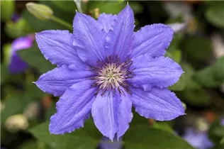 Clematis 'Parisienne' - Waldrebe 'Parisienne' Clematis 'Parisienne' - Waldrebe 'Parisienne'