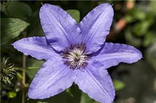 Clematis 'Parisienne' - Waldrebe 'Parisienne' Clematis 'Parisienne' - Waldrebe 'Parisienne'