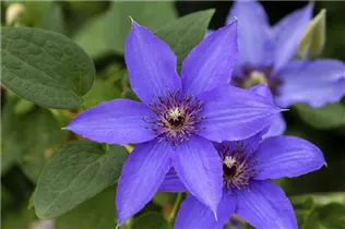 Clematis 'Parisienne' - Waldrebe 'Parisienne' Clematis 'Parisienne' - Waldrebe 'Parisienne'