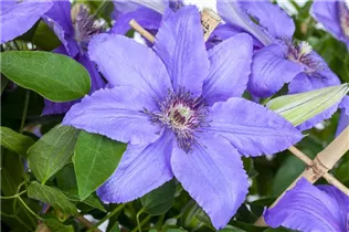 Clematis 'Parisienne' - Waldrebe 'Parisienne' Clematis 'Parisienne' - Waldrebe 'Parisienne'
