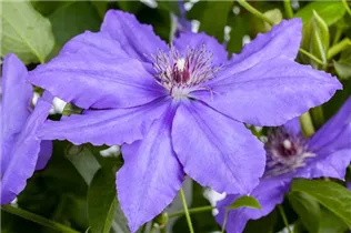 Clematis 'Parisienne' - Waldrebe 'Parisienne' Clematis 'Parisienne' - Waldrebe 'Parisienne'