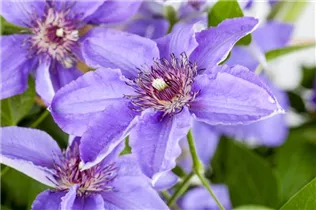 Clematis 'Parisienne' - Waldrebe 'Parisienne' Clematis 'Parisienne' - Waldrebe 'Parisienne'