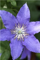 Clematis 'Picardy' - Waldrebe 'Picardy'