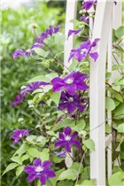Clematis 'Warszawska Nike' - Waldrebe 'Warszawska Nike' (Großblumige Hybride)