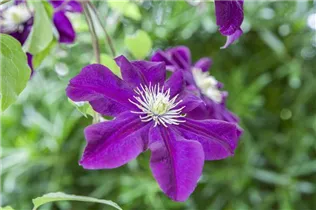 Clematis 'Warszawska Nike' - Waldrebe 'Warszawska Nike' (Großblumige Hybride)