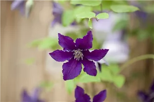 Clematis 'Rasputin' - Waldrebe 'Rasputin'