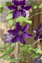 Clematis 'Rasputin' - Waldrebe 'Rasputin'