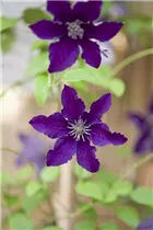 Clematis 'Rasputin' - Waldrebe 'Rasputin'