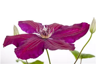 Clematis 'Westerplatte' - Waldrebe 'Westerplatte' (Großblumige Hybride) Clematis 'Westerplatte' - Waldrebe 'Westerplatte' (Großblumige Hybride)