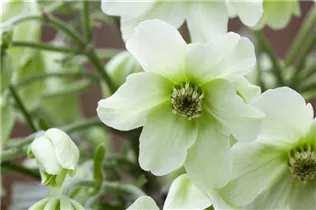 Clematis x cartmanii - Waldrebe