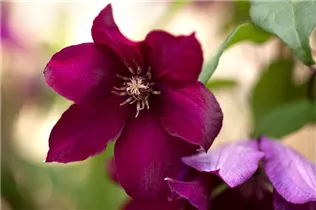 Clematis 'Rouge Cardinal' - Waldrebe 'Rouge Cardinal'