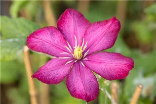 Clematis 'Rouge Cardinal' - Waldrebe 'Rouge Cardinal'