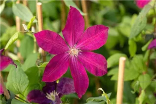 Clematis 'Rouge Cardinal' - Waldrebe 'Rouge Cardinal'