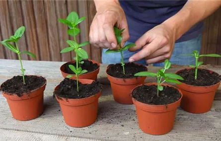Zinnien - Stutzen Zinnien - Stutzen