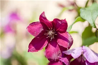 Clematis 'Rouge Cardinal' - Waldrebe 'Rouge Cardinal'