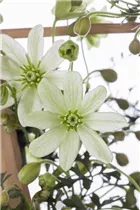 Clematis x cartmanii 'Pixie' - Waldrebe 'Pixie'