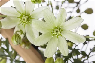 Clematis x cartmanii 'Pixie' - Waldrebe 'Pixie'