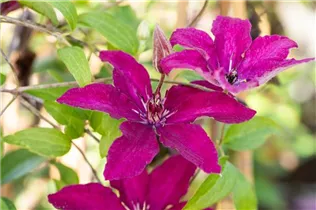 Clematis 'Rüütel' - Waldrebe 'Rüütel'