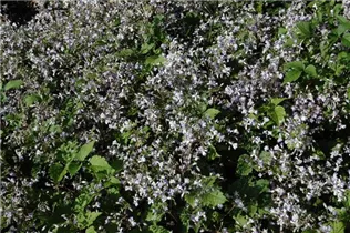 Clematis x jouiniana 'Stanislaus' - Krautige Garten-Waldrebe 'Stanislaus'