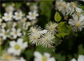 Clematis 'Summer Snow' - Waldrebe 'Summer Snow'