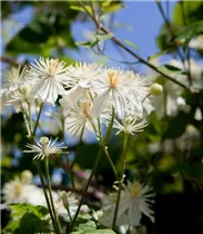 Clematis 'Summer Snow' - Waldrebe 'Summer Snow'