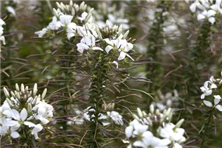 Cleome 'Señorita Blanca' - Spinnenblume 'Señorita Blanca'