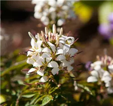 Cleome 'Señorita Blanca' - Spinnenblume 'Señorita Blanca'