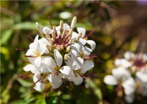 Cleome 'Señorita Blanca' - Spinnenblume 'Señorita Blanca'