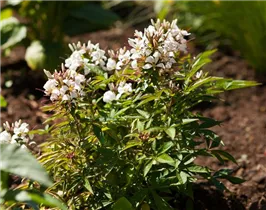 Cleome 'Señorita Blanca' - Spinnenblume 'Señorita Blanca'