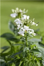 Cleome 'Señorita Blanca' - Spinnenblume 'Señorita Blanca'
