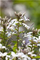 Cleome 'Señorita Blanca' - Spinnenblume 'Señorita Blanca'