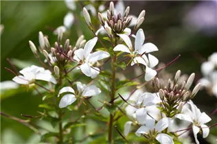 Cleome 'Señorita Blanca' - Spinnenblume 'Señorita Blanca'
