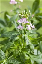 Cleome 'Señorita Carolina' - Spinnenblume 'Señorita Carolina' Cleome 'Señorita Carolina' - Spinnenblume 'Señorita Carolina'