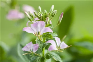 Cleome 'Señorita Carolina' - Spinnenblume 'Señorita Carolina' Cleome 'Señorita Carolina' - Spinnenblume 'Señorita Carolina'