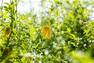 Clematis tangutica - Gold-Waldrebe Clematis tangutica - Gold-Waldrebe