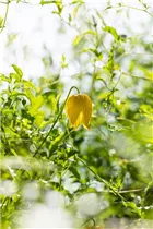 Clematis tangutica - Gold-Waldrebe Clematis tangutica - Gold-Waldrebe